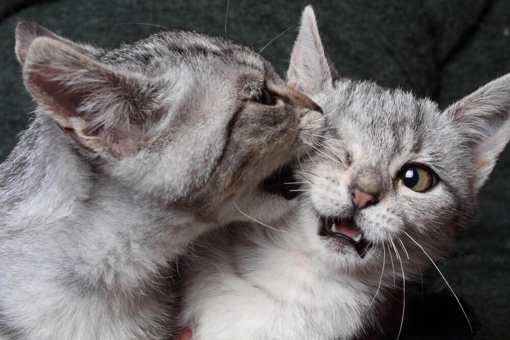 how-to-tell-if-your-cats-are-playing-or-fighting